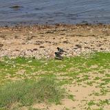 0506G 23 Amrum
